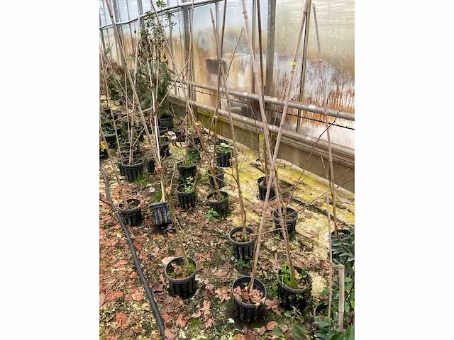 Moerbei (6x) - afbeelding 2 van  4