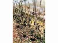 Moerbei (6x) - afbeelding 3 van  4