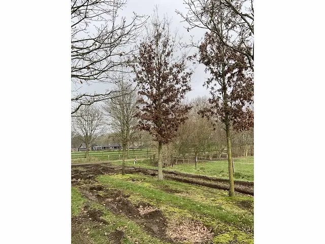 Moseik - afbeelding 3 van  4