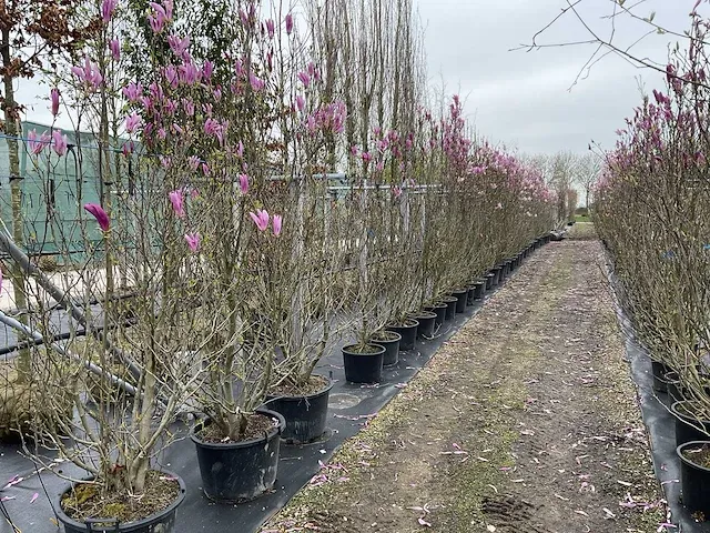 Multi-stemmed magnolia susan (5x) - afbeelding 1 van  4