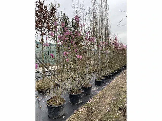 Multi-stemmed magnolia susan (5x) - afbeelding 2 van  4