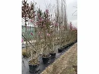 Multi-stemmed magnolia susan (5x) - afbeelding 2 van  4