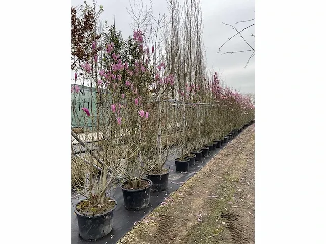 Multi-stemmed magnolia susan (5x) - afbeelding 3 van  4