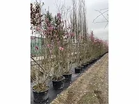 Multi-stemmed magnolia susan (5x) - afbeelding 3 van  4