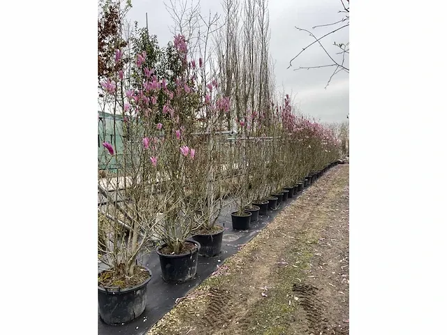 Multi-stemmed magnolia susan (5x) - afbeelding 4 van  4
