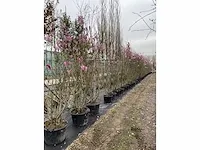 Multi-stemmed magnolia susan (5x) - afbeelding 4 van  4