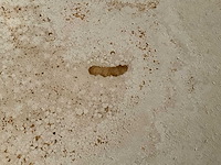 Natuzzi chocolat salontafel - afbeelding 7 van  8