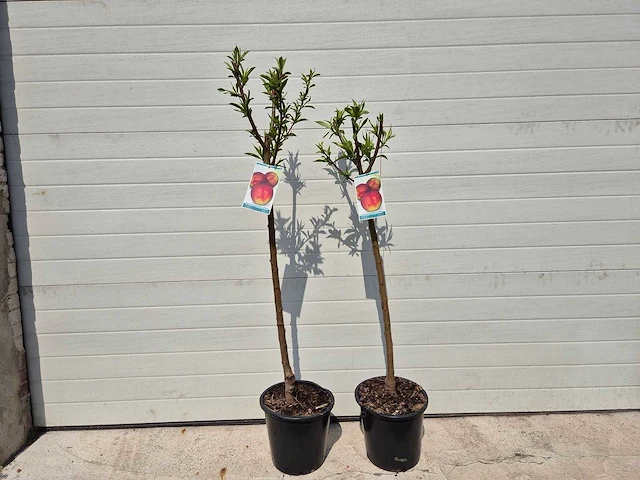 Nectarineboom - fruit tree - prunus nuciperisca - hoogte ca. 120cm - afbeelding 1 van  4