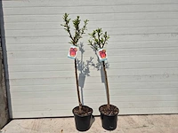 Nectarineboom - fruit tree - prunus nuciperisca - hoogte ca. 120cm - afbeelding 1 van  4