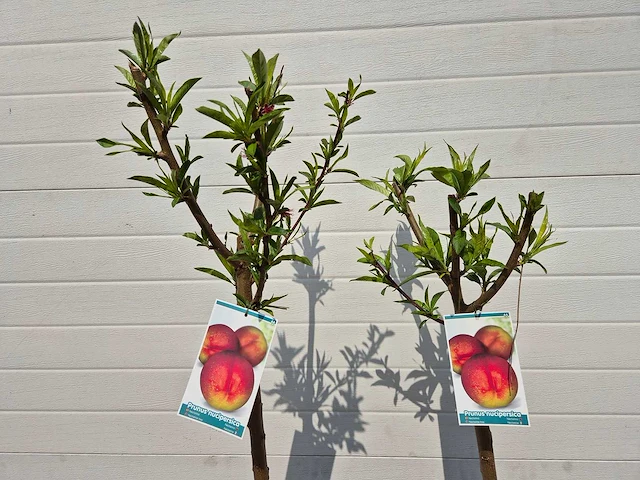 Nectarineboom - fruit tree - prunus nuciperisca - hoogte ca. 120cm - afbeelding 2 van  4