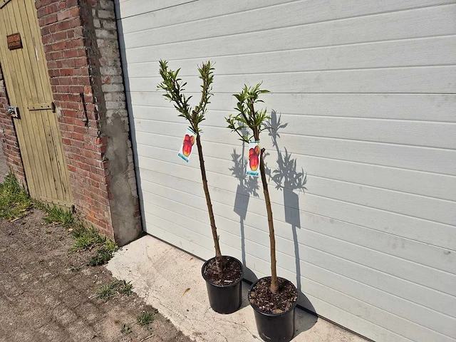 Nectarineboom - fruit tree - prunus nuciperisca - hoogte ca. 120cm - afbeelding 3 van  4