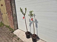 Nectarineboom - fruit tree - prunus nuciperisca - hoogte ca. 120cm - afbeelding 3 van  4