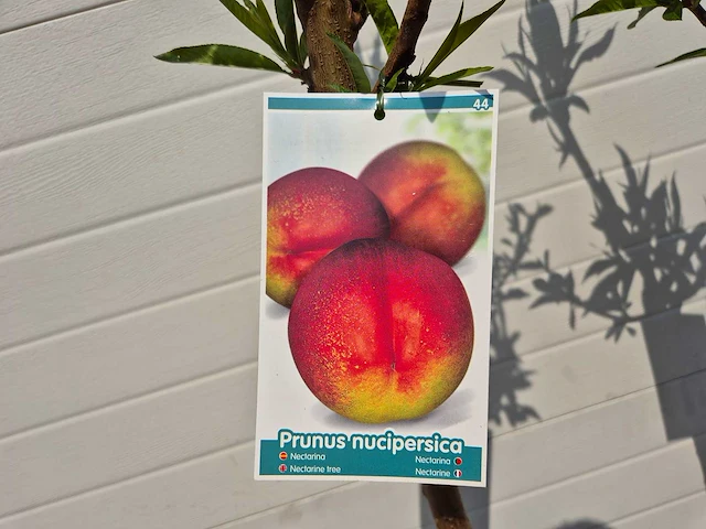 Nectarineboom - fruit tree - prunus nuciperisca - hoogte ca. 120cm - afbeelding 4 van  4
