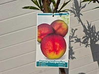 Nectarineboom - fruit tree - prunus nuciperisca - hoogte ca. 120cm - afbeelding 4 van  4