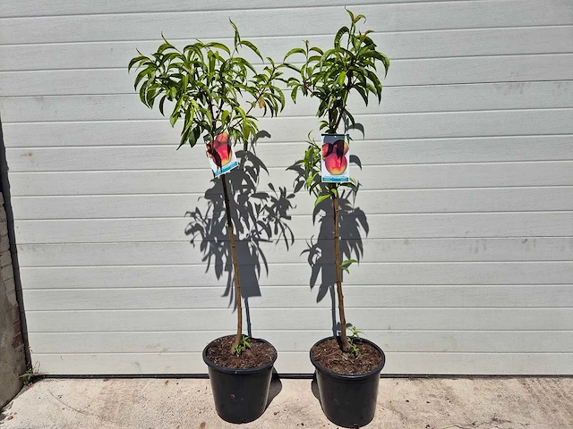 Nectarineboom - fruit tree - prunus nuciperisca - hoogte ca. 120cm - afbeelding 1 van  4