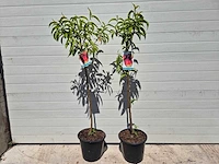 Nectarineboom - fruit tree - prunus nuciperisca - hoogte ca. 120cm - afbeelding 1 van  4