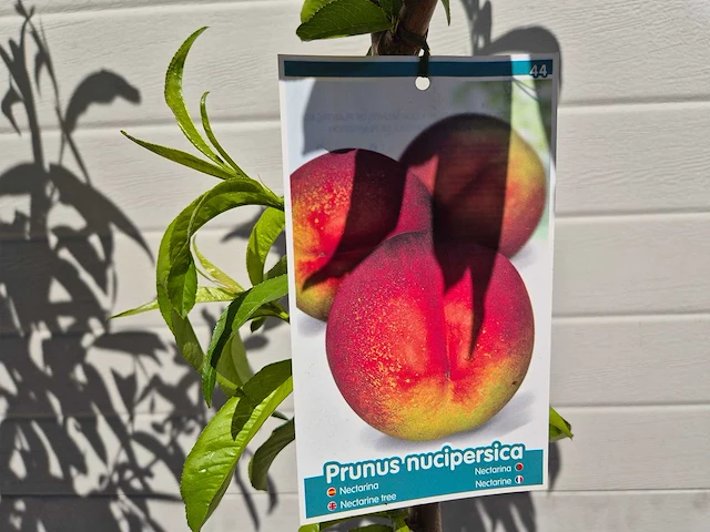 Nectarineboom - fruit tree - prunus nuciperisca - hoogte ca. 120cm - afbeelding 2 van  4