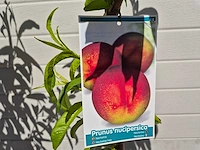 Nectarineboom - fruit tree - prunus nuciperisca - hoogte ca. 120cm - afbeelding 2 van  4