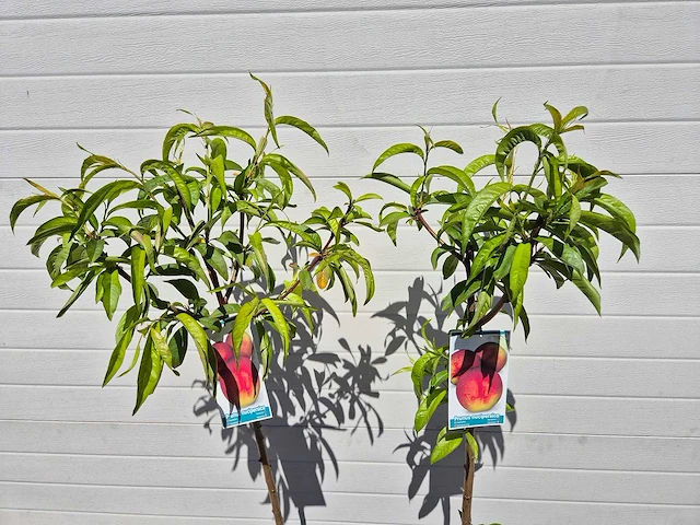 Nectarineboom - fruit tree - prunus nuciperisca - hoogte ca. 120cm - afbeelding 3 van  4