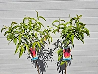 Nectarineboom - fruit tree - prunus nuciperisca - hoogte ca. 120cm - afbeelding 3 van  4