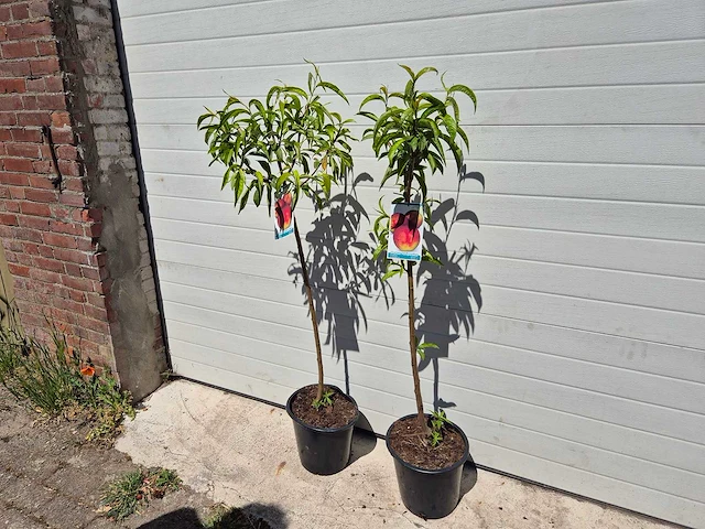 Nectarineboom - fruit tree - prunus nuciperisca - hoogte ca. 120cm - afbeelding 4 van  4