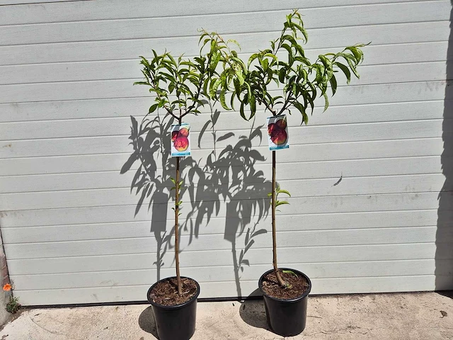 Nectarineboom - fruit tree - prunus nuciperisca - hoogte ca. 120cm - afbeelding 1 van  3