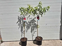 Nectarineboom - fruit tree - prunus nuciperisca - hoogte ca. 120cm - afbeelding 1 van  3
