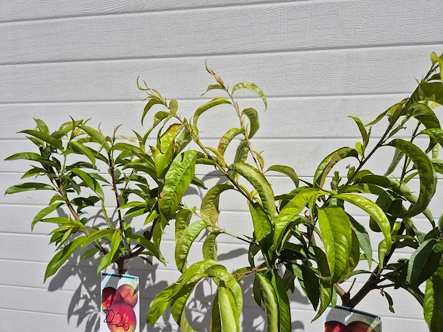 Nectarineboom - fruit tree - prunus nuciperisca - hoogte ca. 120cm - afbeelding 2 van  3