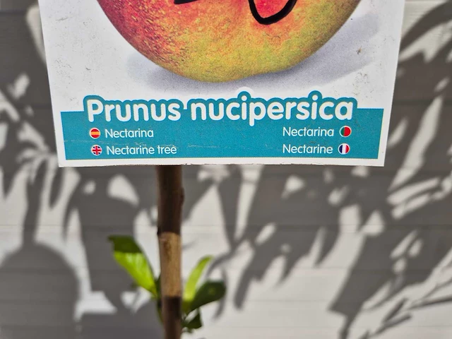 Nectarineboom - fruit tree - prunus nuciperisca - hoogte ca. 120cm - afbeelding 3 van  3