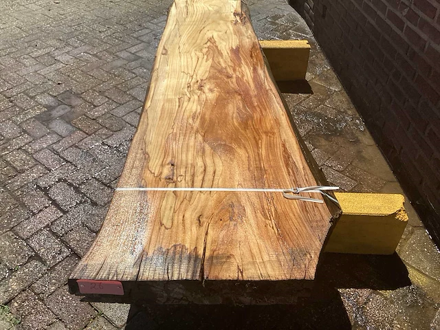Nederlands iepen - afbeelding 7 van  7