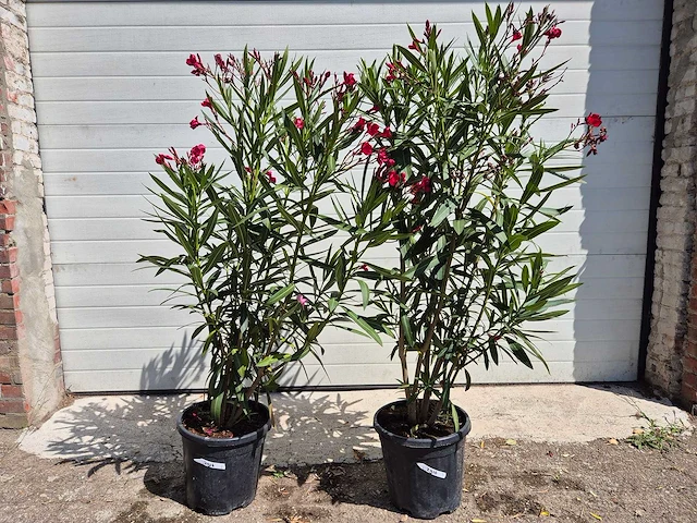 Nerium oleander rood - hoogte ca. 120 cm (2x) - afbeelding 1 van  3