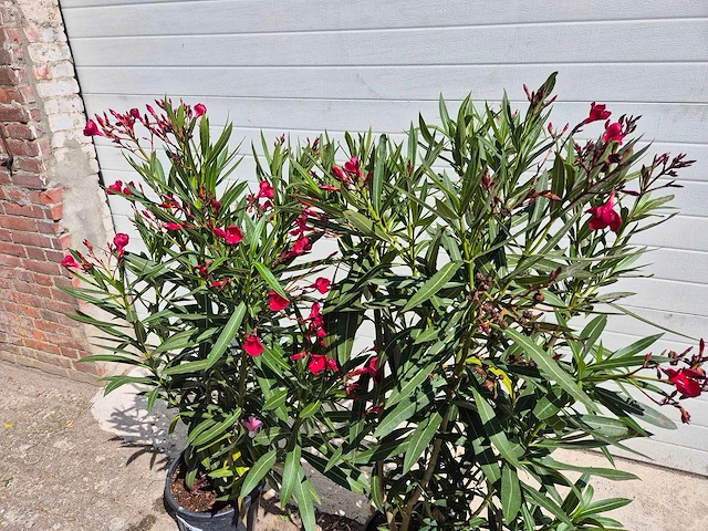 Nerium oleander rood - hoogte ca. 120 cm (2x) - afbeelding 2 van  3