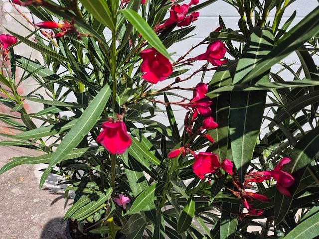 Nerium oleander rood - hoogte ca. 120 cm (2x) - afbeelding 3 van  3