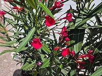 Nerium oleander rood - hoogte ca. 120 cm (2x) - afbeelding 3 van  3
