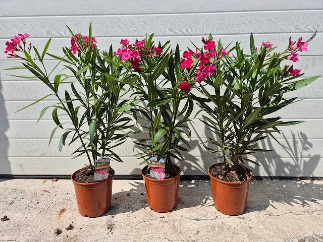Nerium oleander rood - hoogte ca. 60 cm (3x) - afbeelding 1 van  3