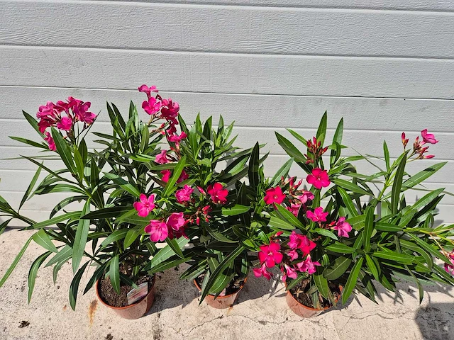 Nerium oleander rood - hoogte ca. 60 cm (3x) - afbeelding 2 van  3