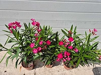 Nerium oleander rood - hoogte ca. 60 cm (3x) - afbeelding 2 van  3