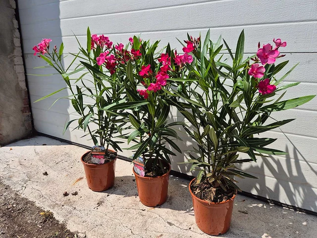 Nerium oleander rood - hoogte ca. 60 cm (3x) - afbeelding 3 van  3