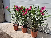 Nerium oleander rood - hoogte ca. 60 cm (3x) - afbeelding 3 van  3