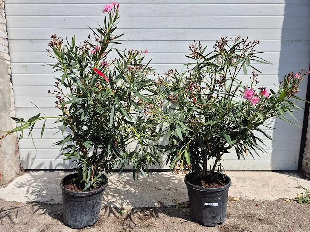 Nerium oleander roze - hoogte ca. 120 cm (2x) - afbeelding 1 van  3