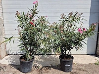 Nerium oleander roze - hoogte ca. 120 cm (2x) - afbeelding 1 van  3