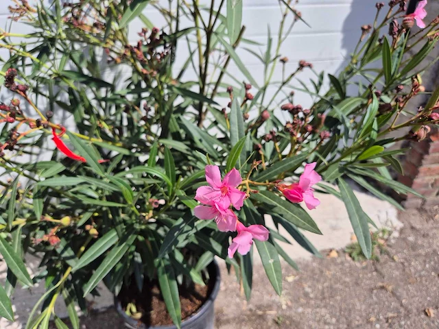Nerium oleander roze - hoogte ca. 120 cm (2x) - afbeelding 2 van  3