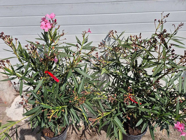 Nerium oleander roze - hoogte ca. 120 cm (2x) - afbeelding 3 van  3
