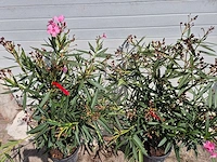 Nerium oleander roze - hoogte ca. 120 cm (2x) - afbeelding 3 van  3