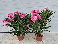 Nerium oleander roze - hoogte ca. 120 cm (2x) - afbeelding 1 van  2