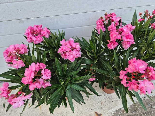 Nerium oleander roze - hoogte ca. 120 cm (2x) - afbeelding 2 van  2