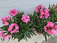 Nerium oleander roze - hoogte ca. 120 cm (2x) - afbeelding 2 van  2