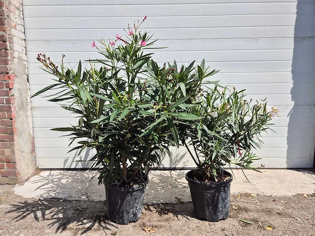 Nerium oleander roze / wit - hoogte ca. 60 cm (2x) - afbeelding 1 van  3