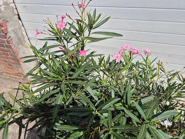 Nerium oleander roze / wit - hoogte ca. 60 cm (2x) - afbeelding 2 van  3