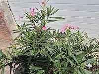 Nerium oleander roze / wit - hoogte ca. 60 cm (2x) - afbeelding 2 van  3